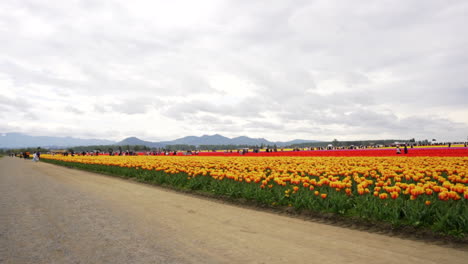 Lenta-Panorámica-De-Vibrantes-Tulipanes-Amarillos-Y-Rojos-En-Un-Día-Nublado-Pero-Brillante