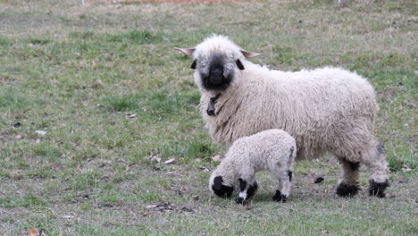 Walliser-Schwarznasenschaf-Mit-Lamm-Grasen-Auf-Der-Wiese