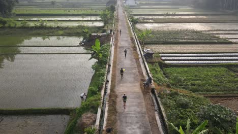 aerial-view,-running-in-the-middle-of-rice-fields