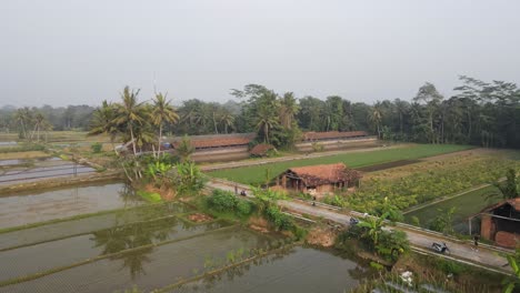 aerial-view,-running-in-the-middle-of-rice-fields