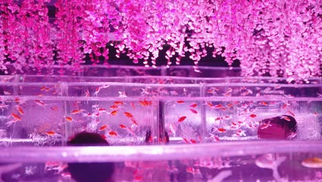 Zeitlupen-Schwenk-über-Lebendige-Aquarienbecken-Mit-Frühlings-Sakura-Motiv-In-Japan