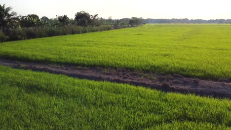 A-drone-image-flying-low-over-a-beautiful-rice-field-in-Southeast-Asia-during-a-stunning-sunset