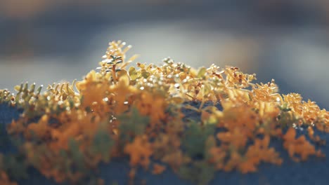 Brightly-colored-miniature-plants-growing-on-the-sandy-beach-are-lit-by-the-sun