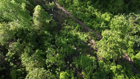 Aerial-top-down-view-of-goat-vegetation-management-used-for-invasive-plants-in-dense-forest