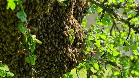 Las-Abejas-Melíferas-Pululan-Y-Cubren-El-Panal-Del-Manzano,-Concepto-De-Vida-Silvestre.