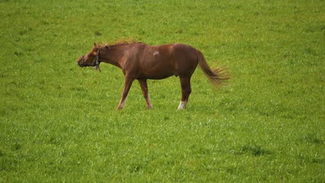 Brown-horse-eats-grass-on-a-green-meadow