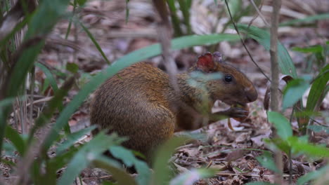 Bolivianisches-Aguti-Nagetier,-Das-Im-Regenwald-Motacu-Palmenfrüchte-Frisst