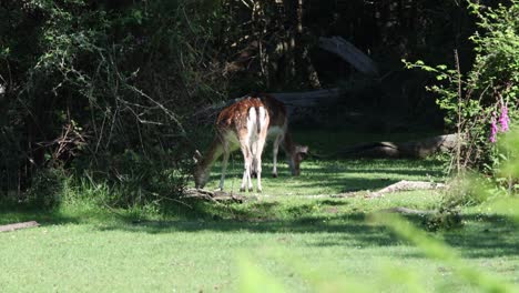 Gamo-Pastando-En-El-Bosque2