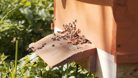 Bees-Flying-and-landing-on-Wooden-beehive-enterance-in-the-morning-with-copy-space,-slow-motion