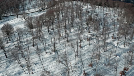 A-snowy-forest-with-bare-trees-in-winter,-casting-long-shadows-on-the-ground,-aerial-view