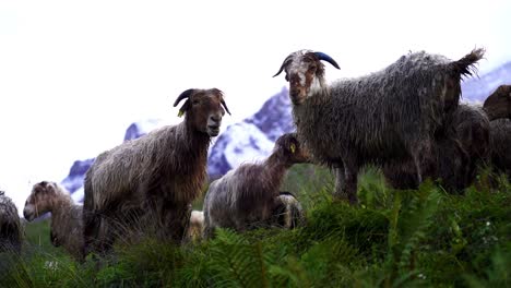 Landscape-view-of-herd-of-sheep-grazzing-on-greenery-mountain-hill-in-kori,-Nepal