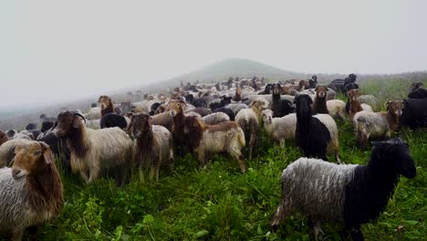 Landscape-view-of-herd-of-sheep-grazzing-on-greenery-mountain-hill-in-kori,-Nepal