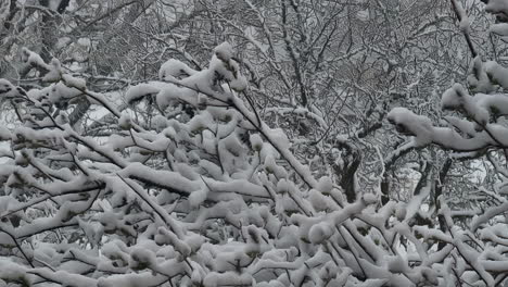 Snow-covered-tree-branches-in-forest-area,-static-view