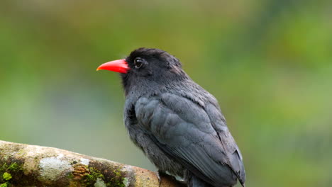 Perched,-hunting,-moving-head-Black-fronted-Nunbird-in-rainforest