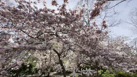 A-stunning-view-of-cherry-blossoms-in-full-bloom-in-Central-Park,-NYC,-capturing-the-essence-of-spring-with-delicate-pink-flowers-and-a-clear-blue-sky