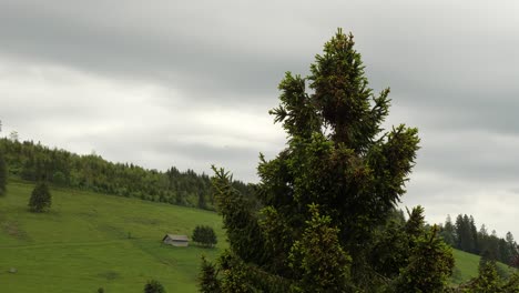 Tapa-De-Abeto-En-Flor-En-Un-Día-Nublado-De-Primavera-En-La-Selva-Negra