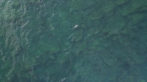 Group-of-dolphins-swimming-in-ocean-waters