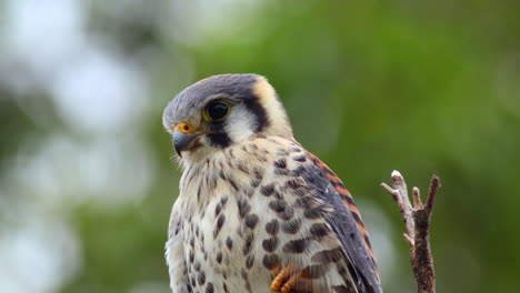 Nahaufnahme-Sitzend-Bolivianischer-Amerikanischer-Turmfalke-Visuell-Jagd