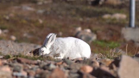 Arctic-Hare-Grazing-on-Sunny-Day