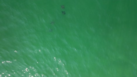 DRONE-SHOT-OF-SPOTED-EAGLE-RAY-PLAYING-ON-THE-WAVES-IN-IXTAPA-MEXICO