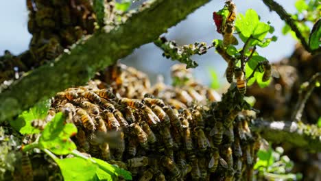 Honigbienenschwarm-Und-Bedecken-Der-Waben-Auf-Dem-Apfelbaumzweig-Am-Morgen,-Arbeitsreiche-Zeit