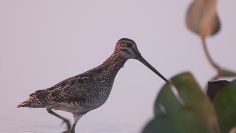 South-American-Snipe-walking-along-still-marsh-water-in-slow-mo