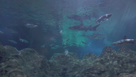 Pecera-De-Acuario-Con-Tiburón-Punta-Negra-Y-Otras-Especies-De-Peces