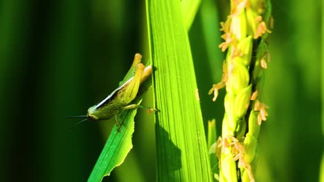 Eine-Makroaufnahme-Der-Reisheuschrecke,-Die-Sich-Von-Einem-Reisfeldstängel-Ernährt-Und-Schäden-An-Der-Vegetation-In-Bangladesch-Verursacht