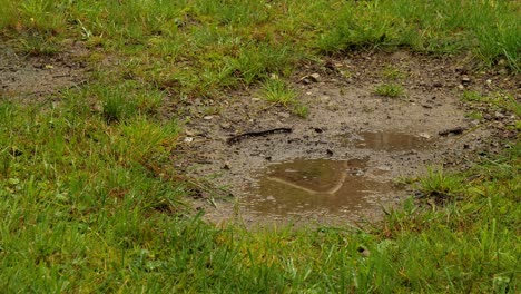 Light-Rain-Falling-into-Puddle-on-Muddy-Green-Field