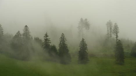 Dichter-Nebel-Enthüllt-Kränkliche-Bäume-Im-Regenwald