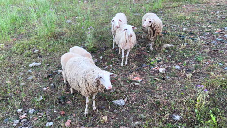 Corderos-Pequeños-Y-Mamá-Cordero,-Crías-De-Animales-En-Una-Granja-En-España,-De-La-Granja-A-La-Mesa,-Agricultura-Ecológica,-Tomas-De-4k