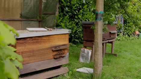 Honey-bees-swarming-and-flying-around-bee-house-in-garden,-static