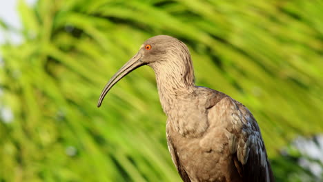 Calling-perched-Bolivian-Plumbeous-Ibis-with-blowing-palm-tree-background