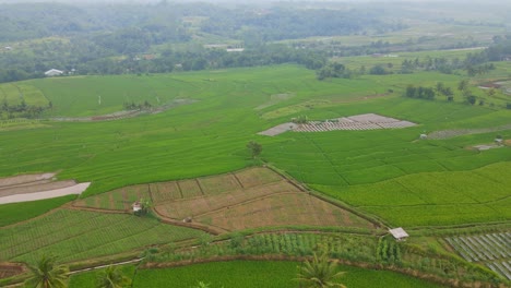 Aerial-view-of-large-green-rice-field-in-tropical-countryside