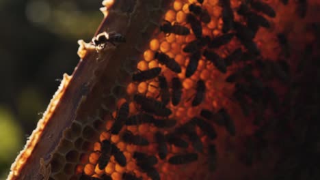 Abejas-Melíferas-Arrastrándose-Sobre-Las-Celdas-Llenas-De-Miel-Fresca