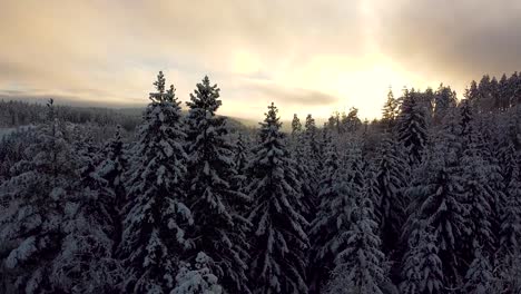 Imágenes-De-Drones-De-Un-Bosque-Cubierto-De-Nieve-En-Noruega-Durante-El-Amanecer