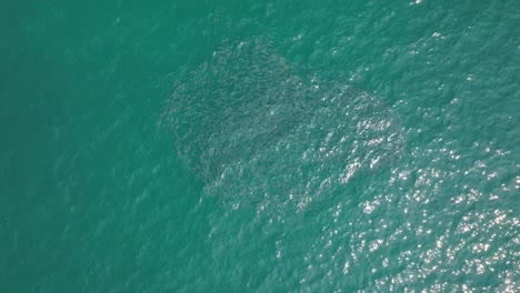 Toma-Aérea-De-Un-Banco-De-Peces-Nadando-En-Un-Mar-Mexicano-Cerca-De-Ixtapa-Zihuatanejo