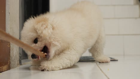 Feisty-Toy-Poodle-chewing-on-a-stick