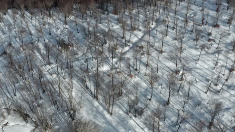 A-snowy-forest-with-bare-trees-casting-long-shadows-in-winter,-aerial-view