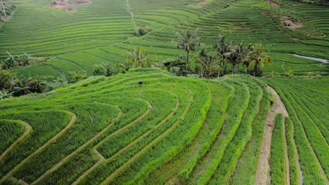 Contoured-lush-green-rice-terracing-nestled-in-the-jungle-covered-volcano-hillside,-Bali,-Indonesia