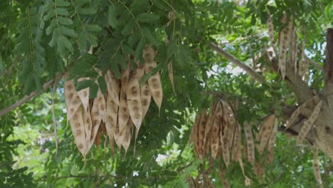 Planta-Albizia-Lebbeck-Con-Su-Fruto,-Ramas-En-El-Viento.