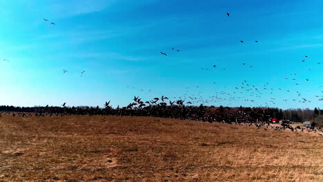 Slow-motion-shot-of-geese-flock-starting-to-migrate-from-a-dry-farmland-field-during-evening-time