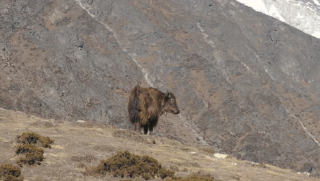 Tele-Drohnenaufnahmen-Eines-Himalaya-Yaks,-Der-In-Der-Everest-Region-Nepals-Grast