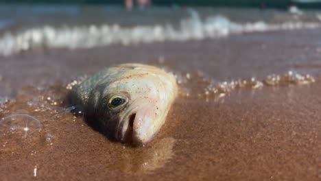 Waves-splash-against-the-dead-fish-at-the-beach