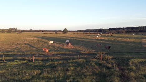 A-lateral-aerial-image-of-a-field-in-Argentina-with-various-breeds-of-cattle