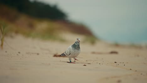 Pigeon-walking-on-the-beach-in-slow-motion