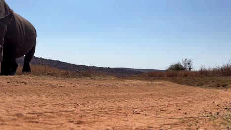 White-rhinoceroses-approaches-at-ground-level,-resulting-in-a-rare-video-shot-of-a-rhino-incredibly-close-up-to-the-camera