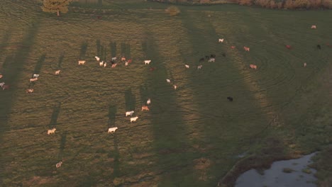 Panoramic-view-of-a-cattle-ranching-field-in-Argentina,-known-for-producing-some-of-the-best-beef-in-the-world