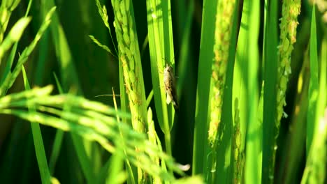 Un-Primer-Plano-Del-Saltamontes-Del-Arroz-Mientras-Alimenta-Y-Daña-La-Vibrante-Cosecha-De-Arroz-Verde