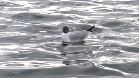 Seagull-bird-floats-in-the-wavy-lake